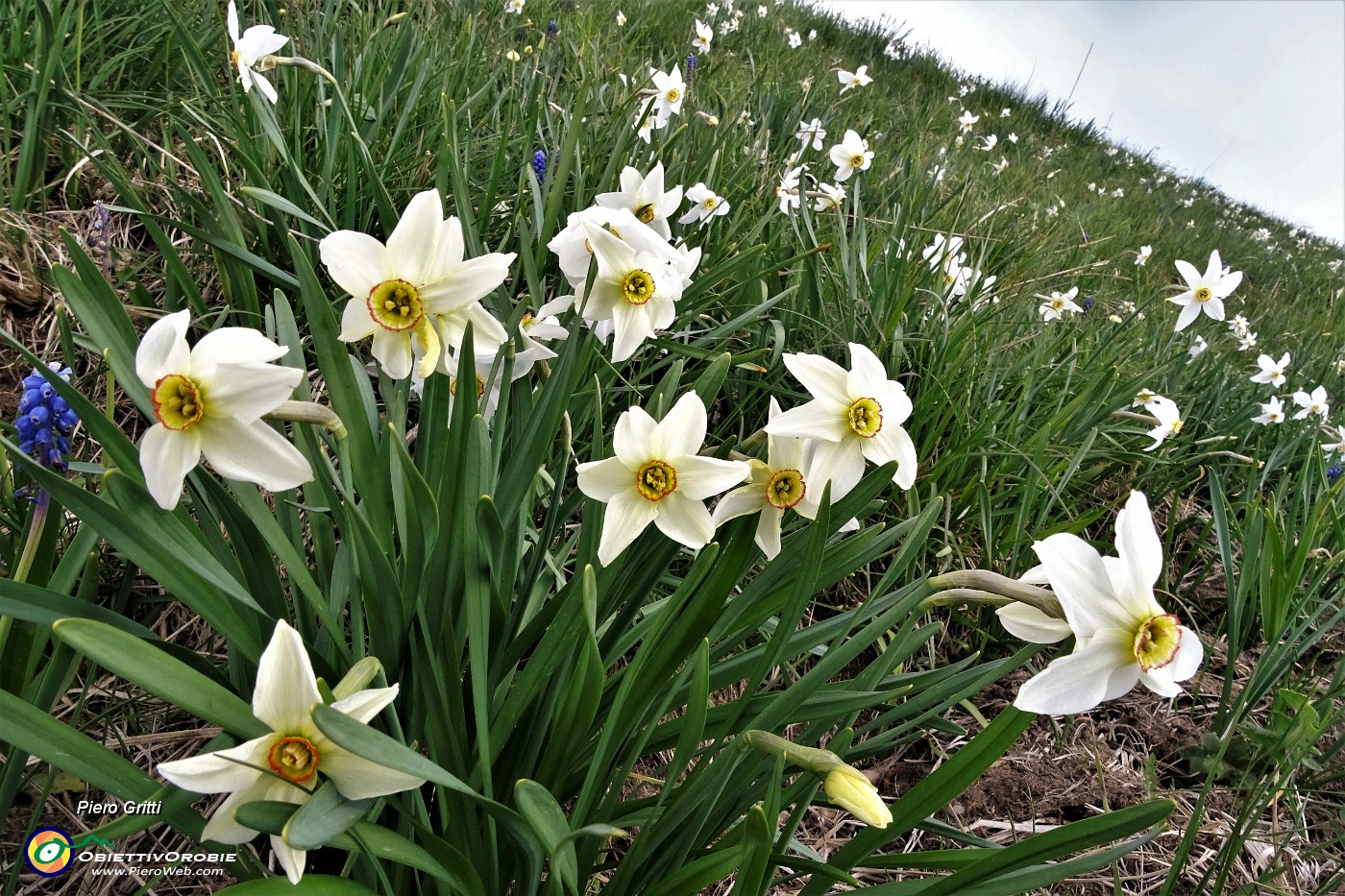 01 Fioriture di narcisi in Linzone.JPG
